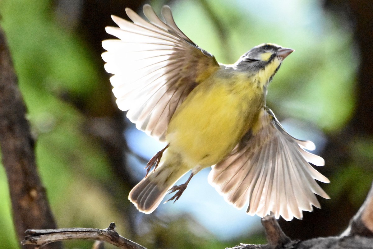 Yellow-fronted Canary - ML170804491