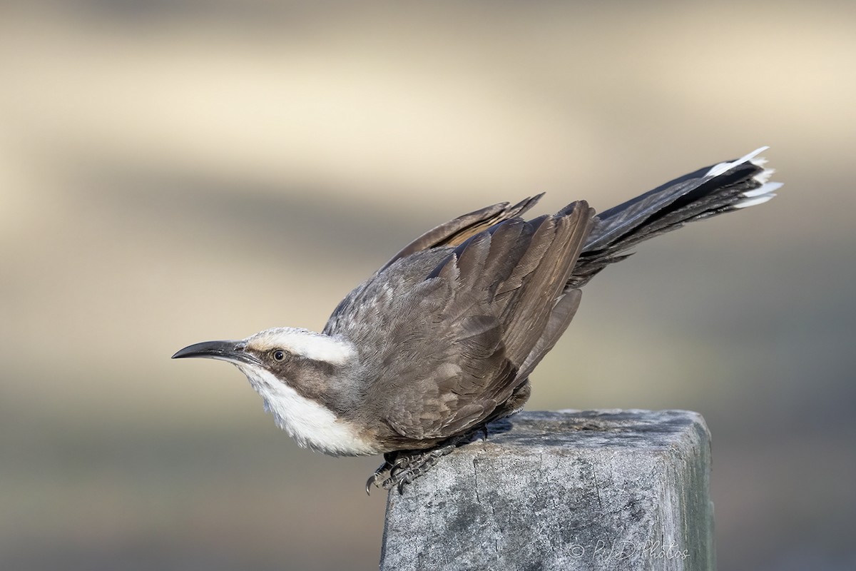 Gray-crowned Babbler - ML170805081