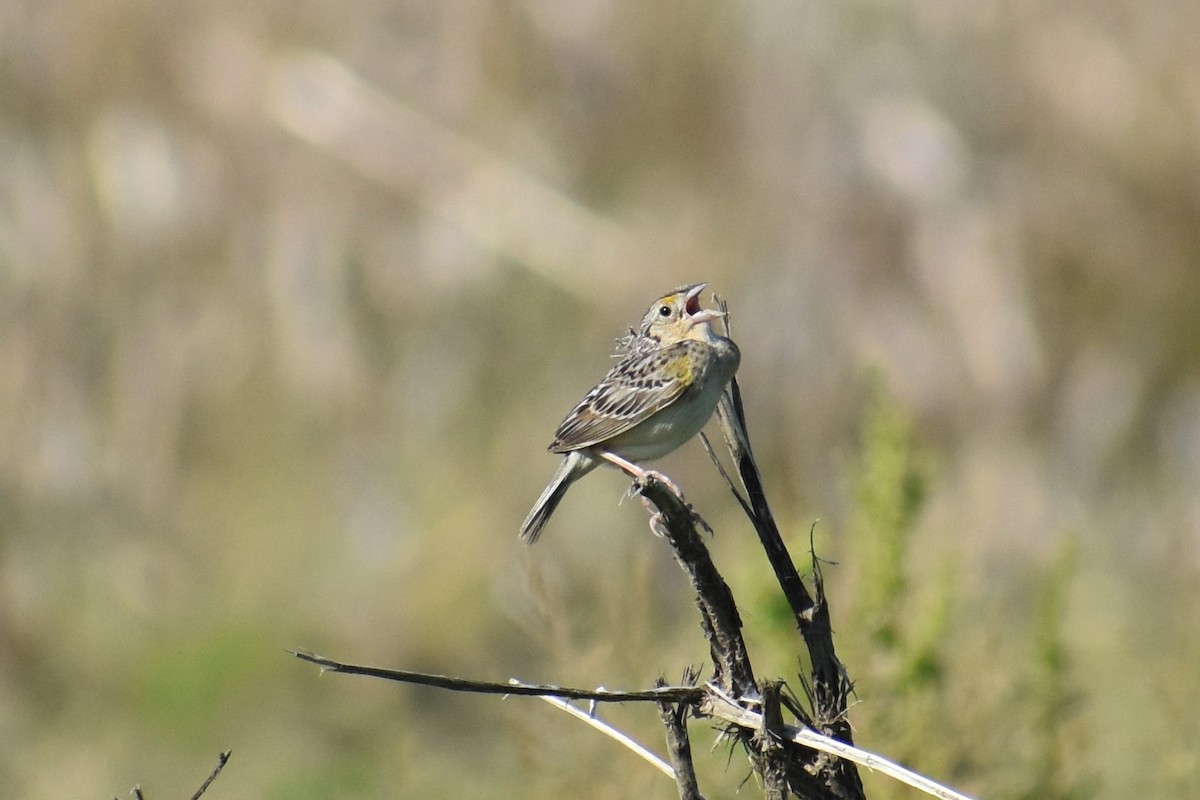 Grasshopper Sparrow - ML170805161