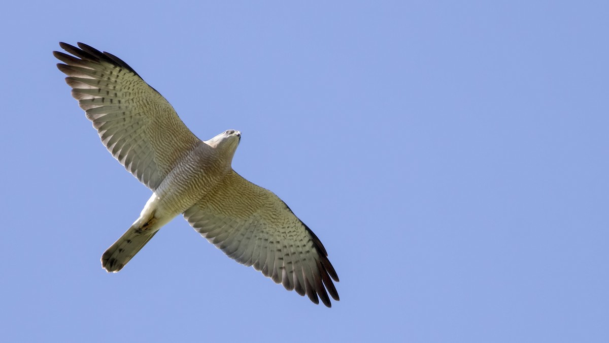 Levant Sparrowhawk - birol hatinoğlu