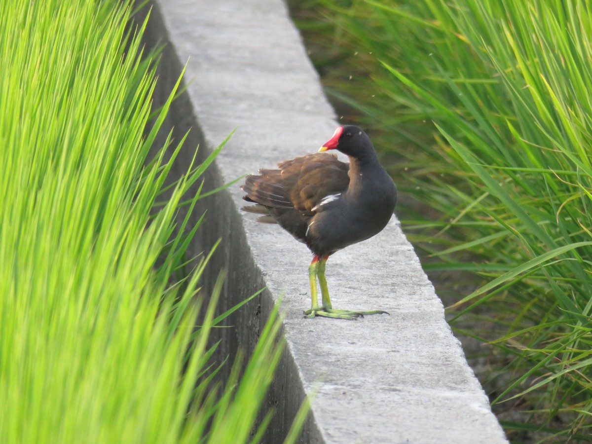 Eurasian Moorhen - ML170805661