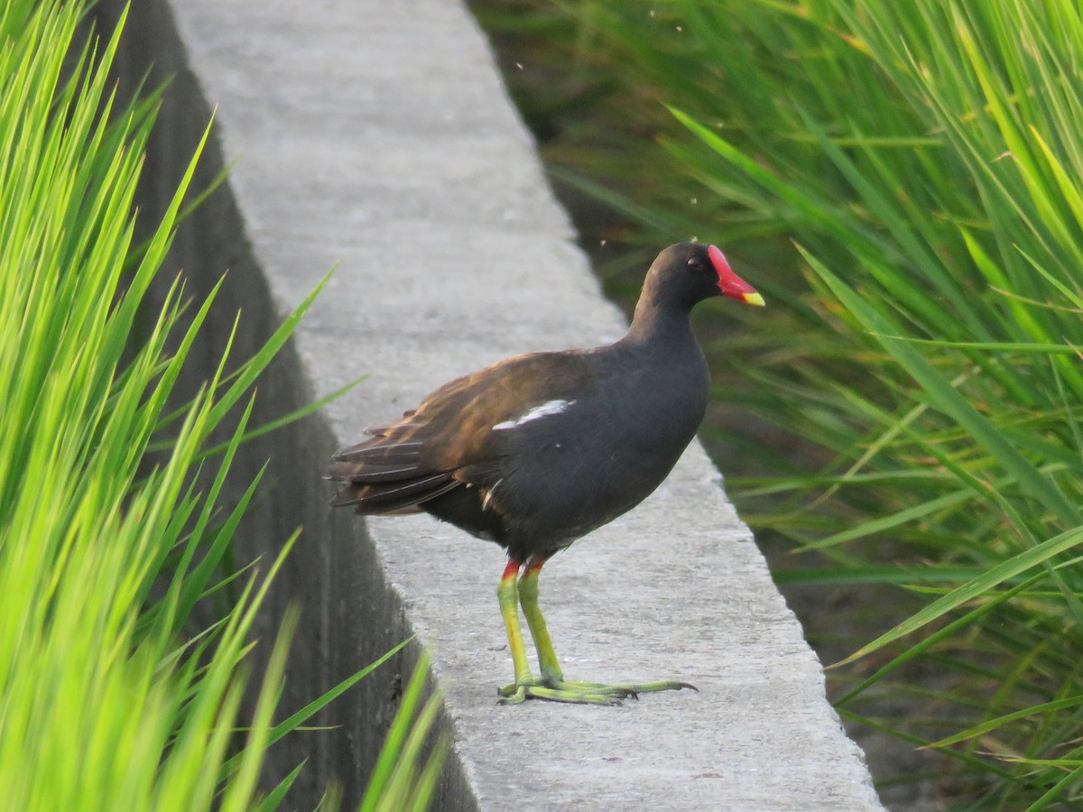 Eurasian Moorhen - ML170805671