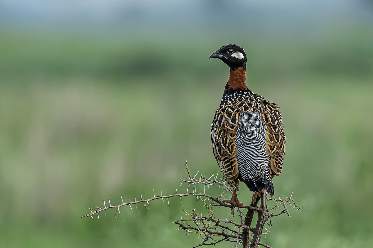 Black Francolin - ML170806881