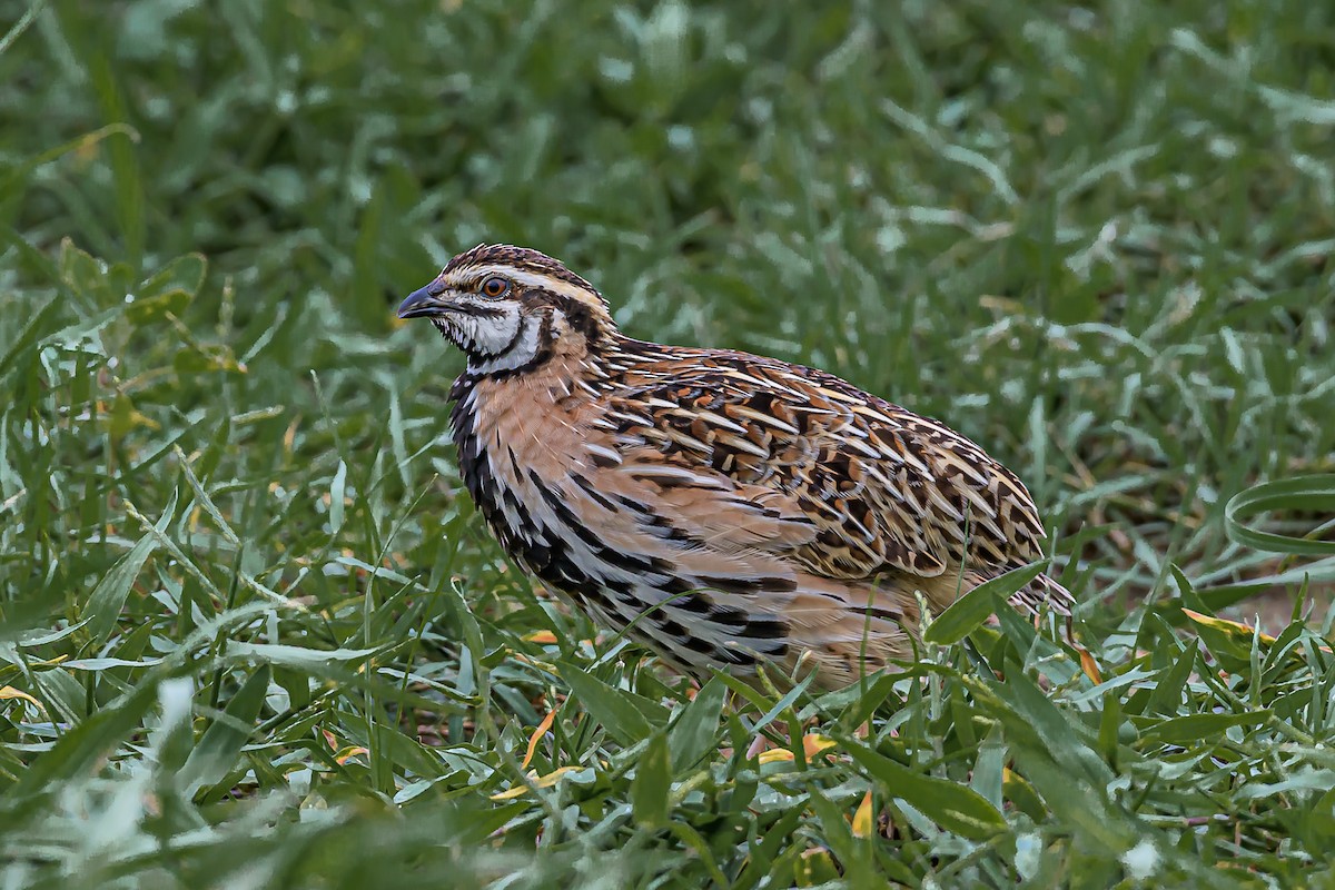 Rain Quail - ML170806961