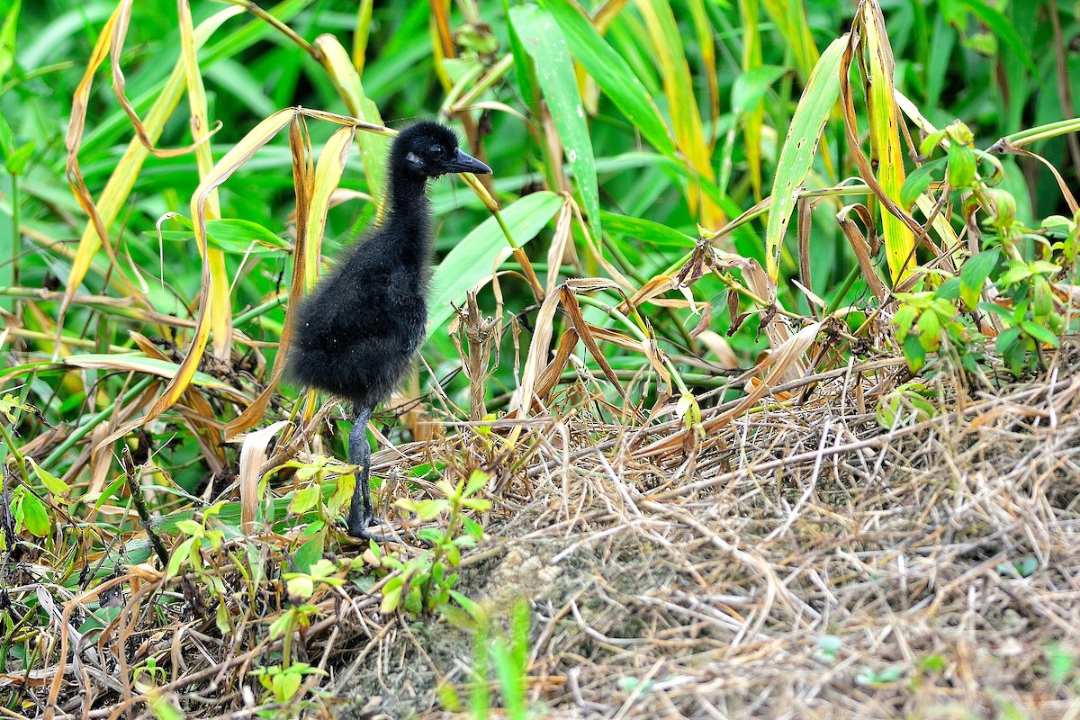 White-breasted Waterhen - ML170806991