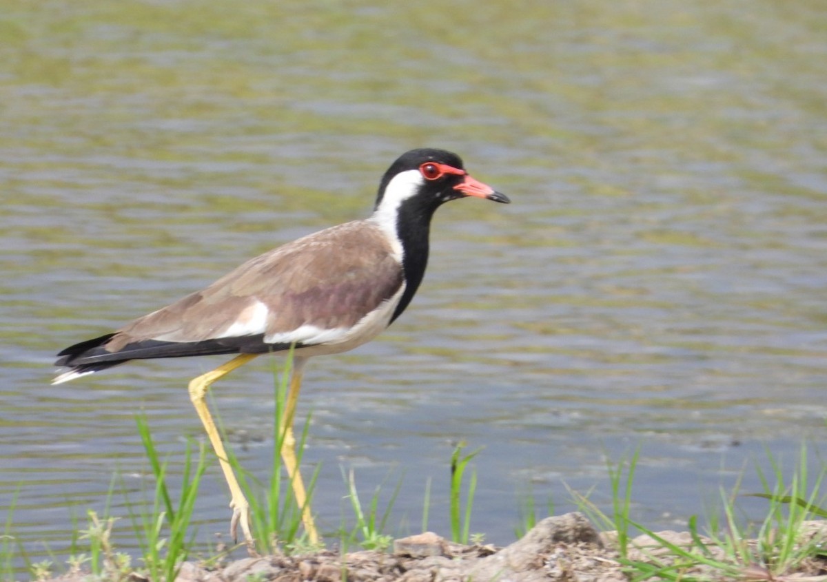 Red-wattled Lapwing - ML170807451