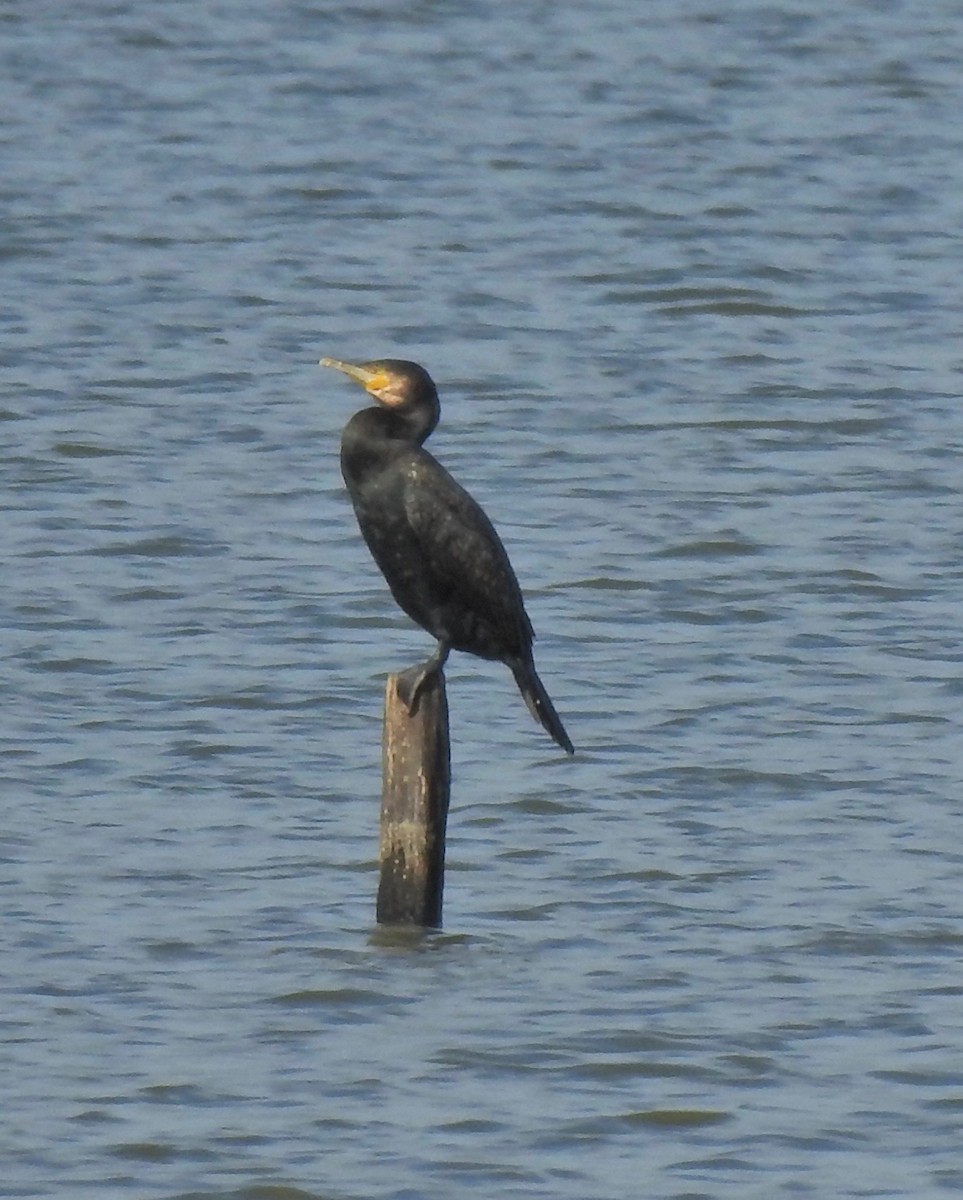 Great Cormorant - Sharyn Simmich