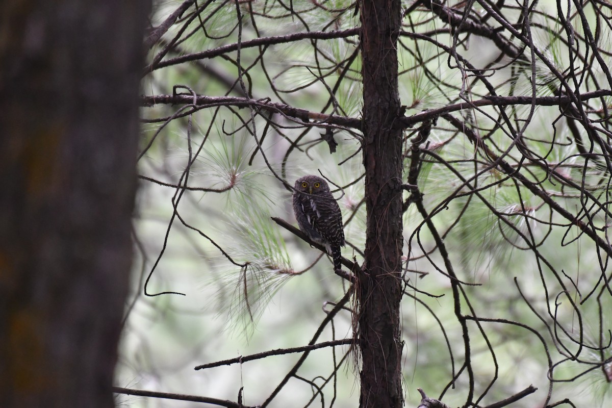 Asian Barred Owlet - ML170810941