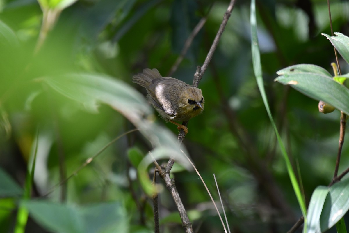 Black-chinned Babbler - Ian Hearn