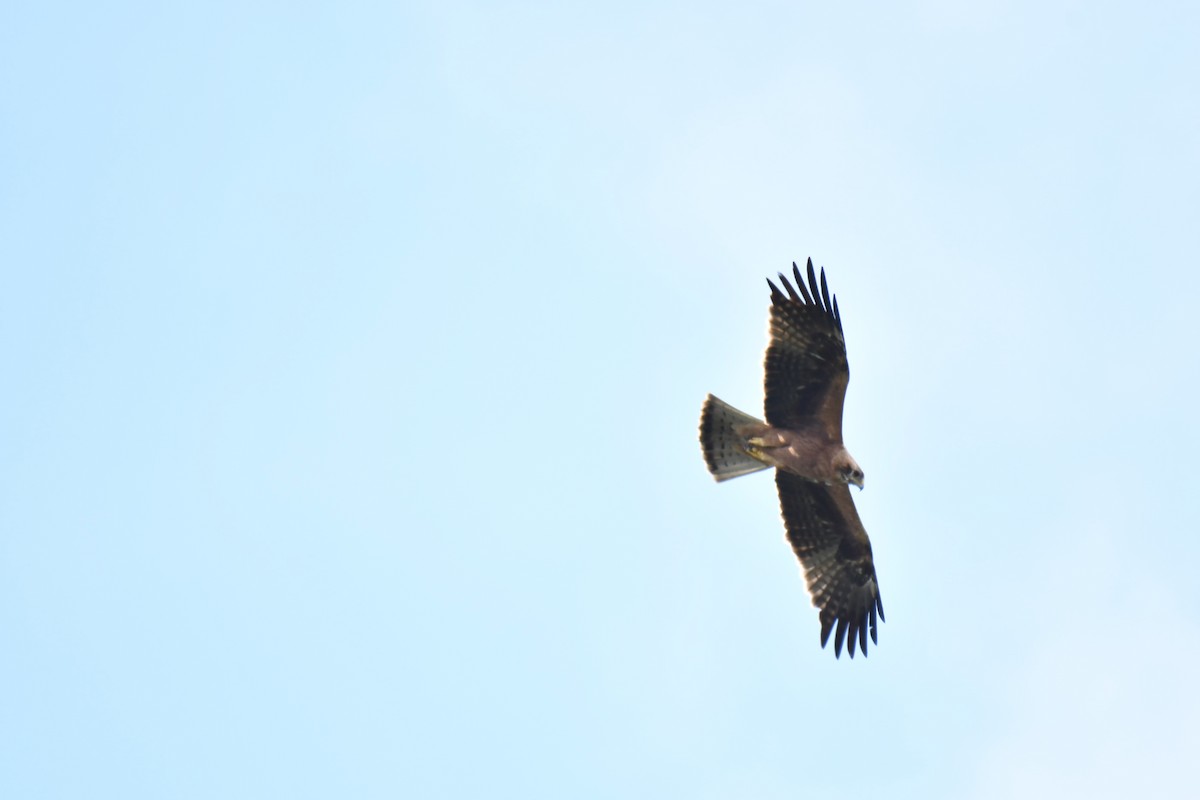 Booted Eagle - Ian Hearn