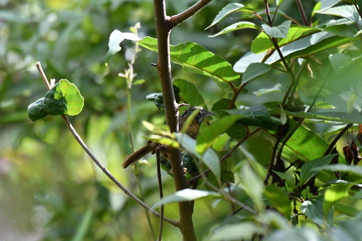 Gray-throated Babbler - ML170811091