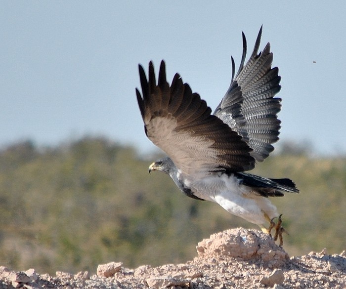 Black-chested Buzzard-Eagle - ML170812191