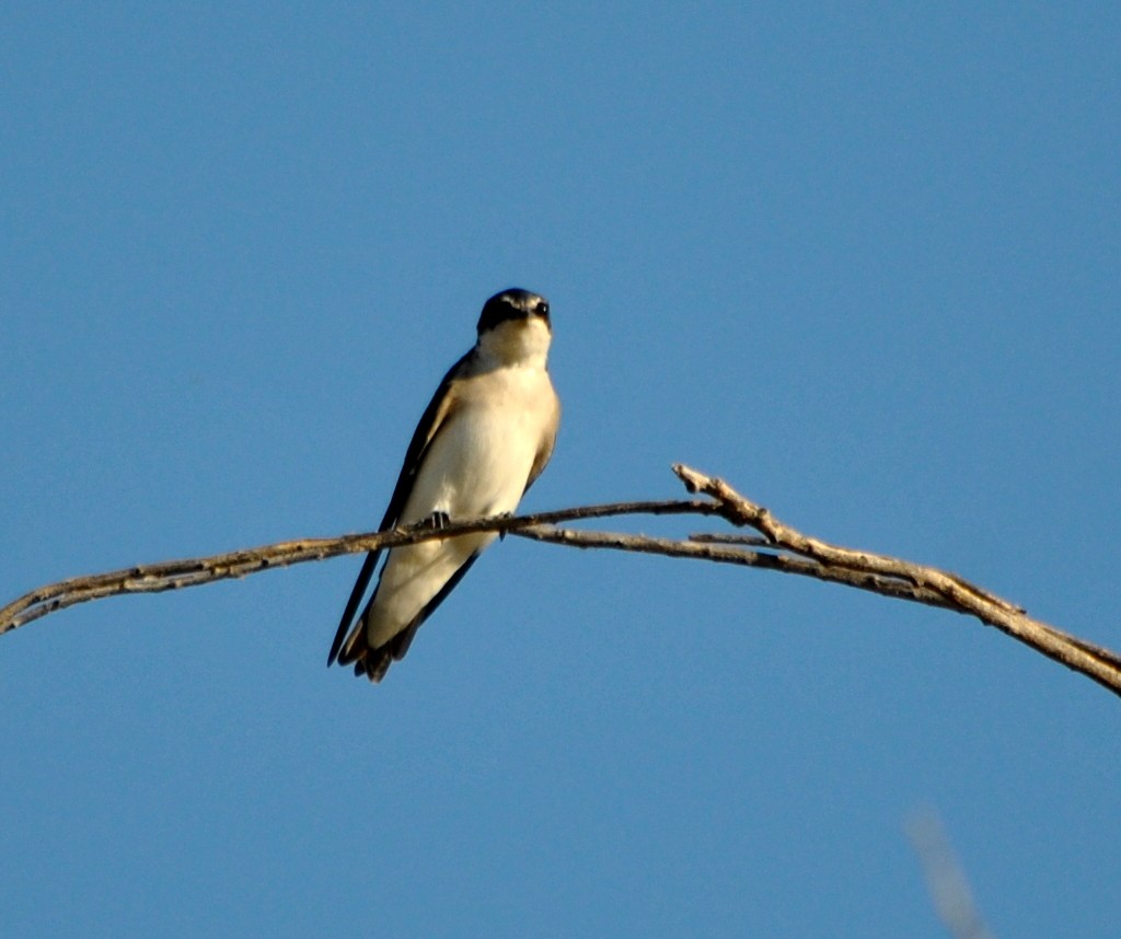 White-rumped Swallow - ML170812221