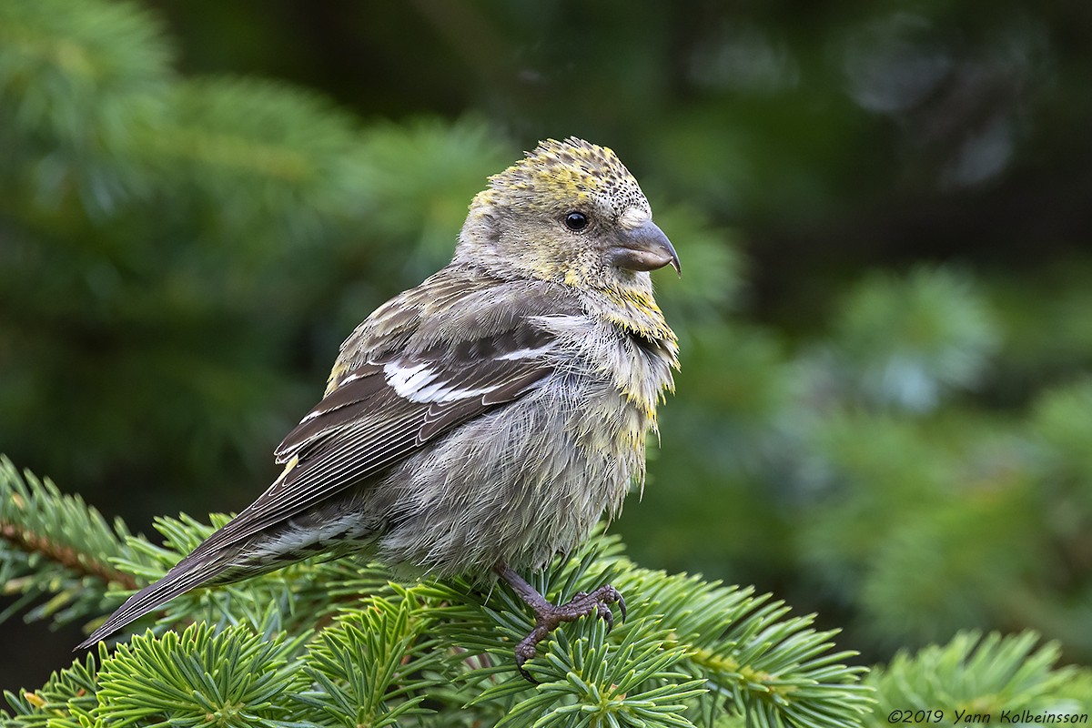 Bec-croisé bifascié (bifasciata) - ML170812241