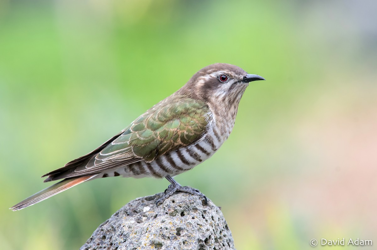 Horsfield's Bronze-Cuckoo - ML170813991