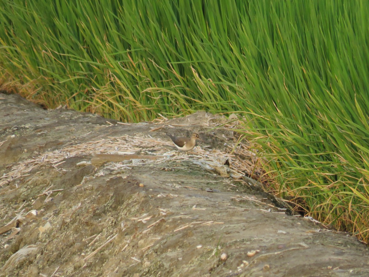 Common Sandpiper - ML170815851