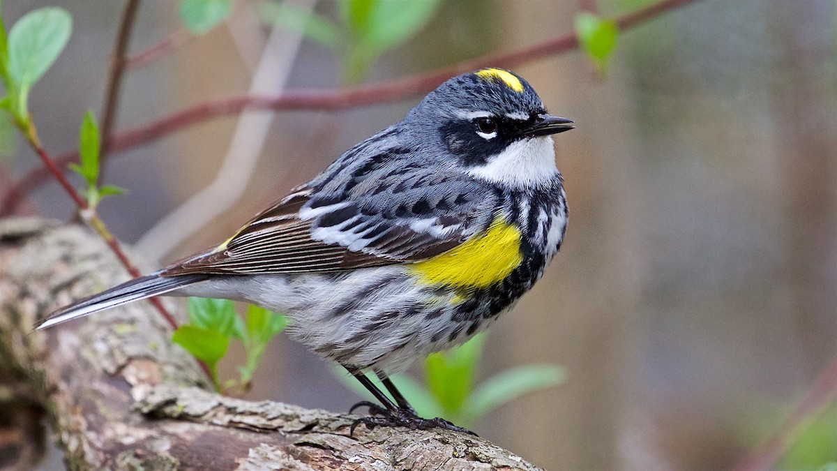 Yellow-rumped Warbler (Myrtle) - Ed Harper