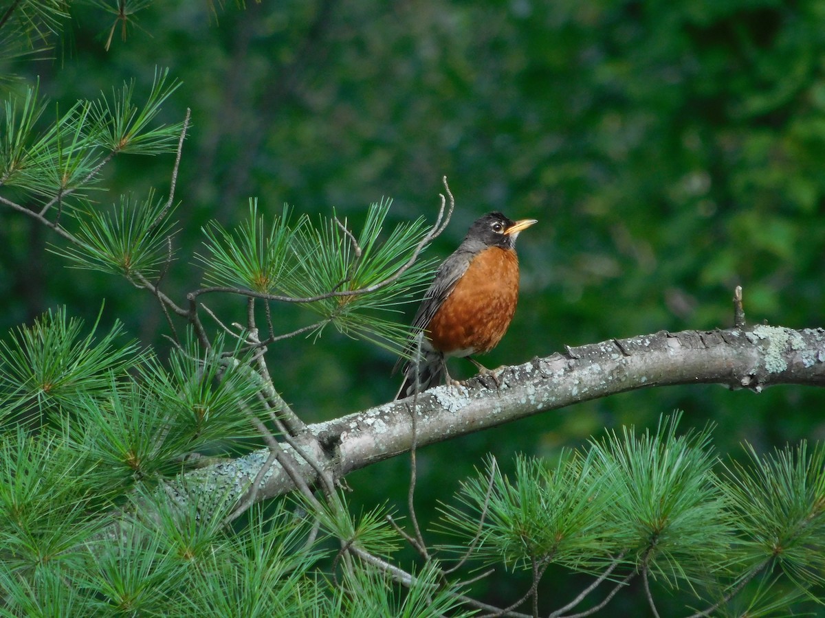 コマツグミ - ML170817361