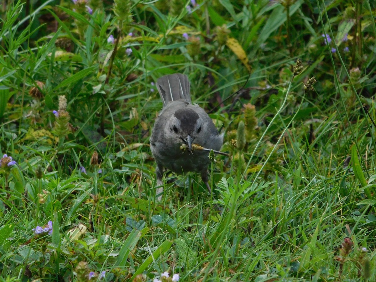 ネコマネドリ - ML170817671