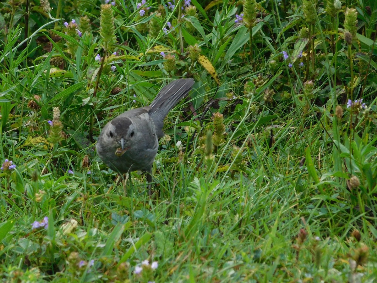 ネコマネドリ - ML170817681