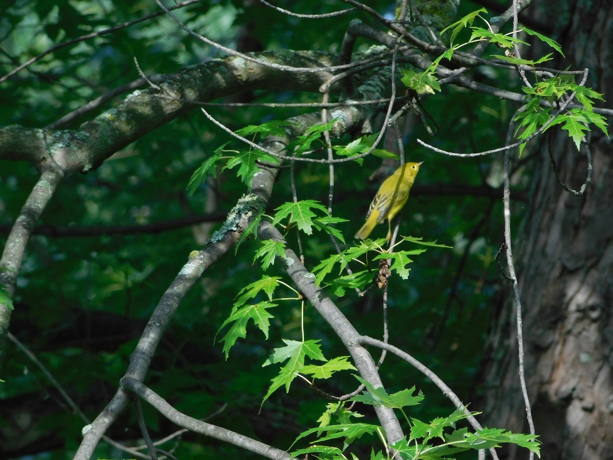 Northern Yellow Warbler - ML170818101