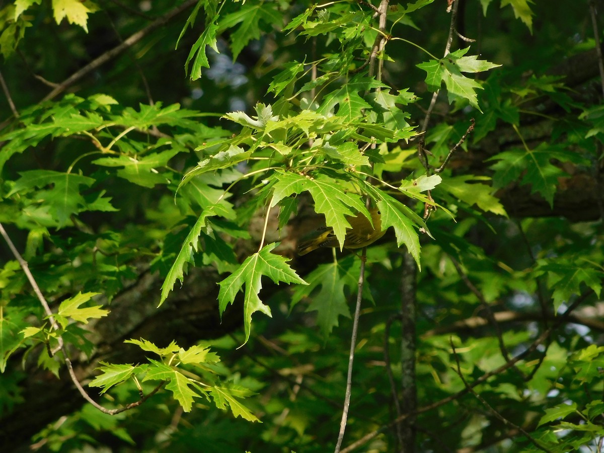 Northern Yellow Warbler - ML170818111