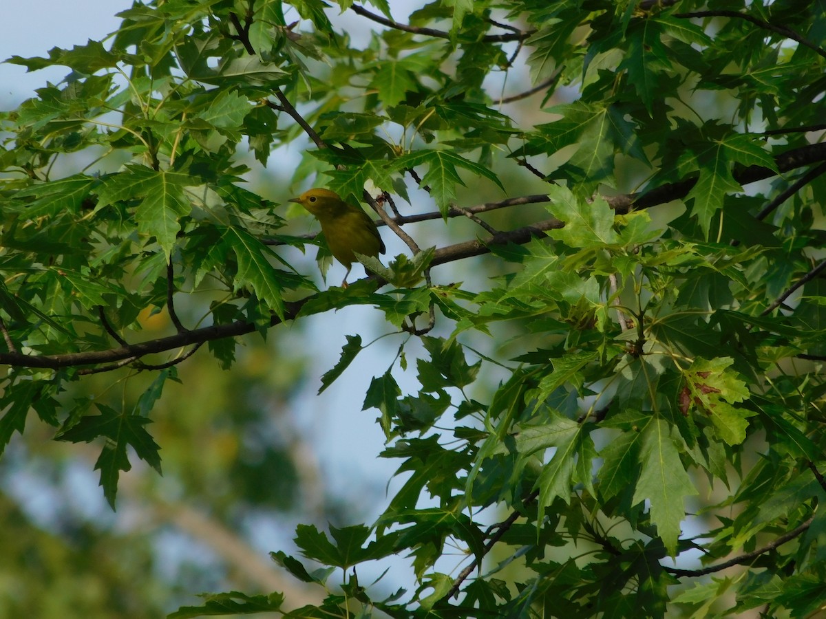 Northern Yellow Warbler - ML170818121