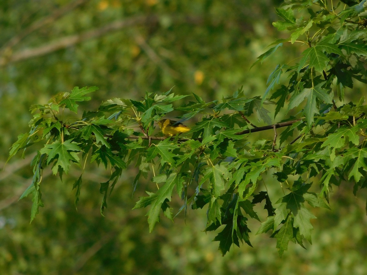 Northern Yellow Warbler - ML170818131
