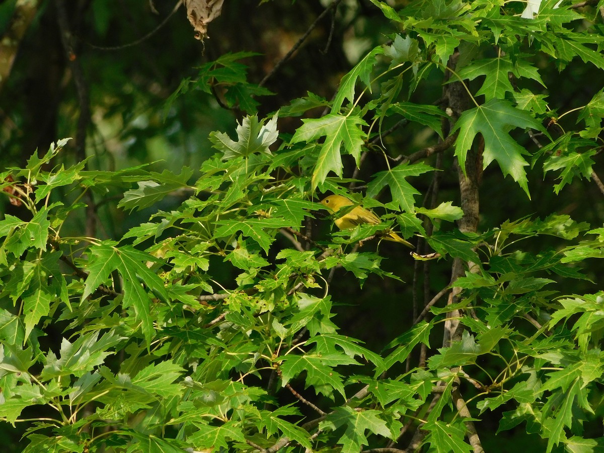 Northern Yellow Warbler - ML170818141