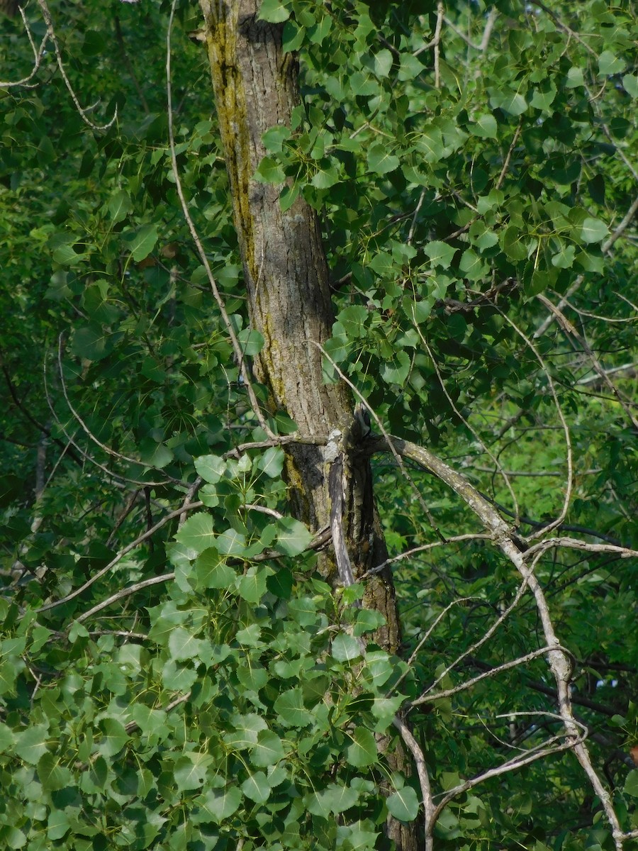 ムナジロゴジュウカラ - ML170818381