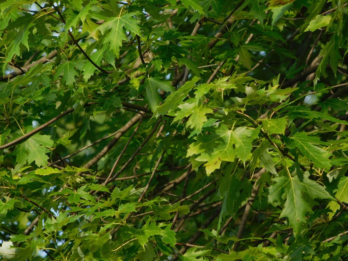 Eastern Warbling Vireo - ML170818921