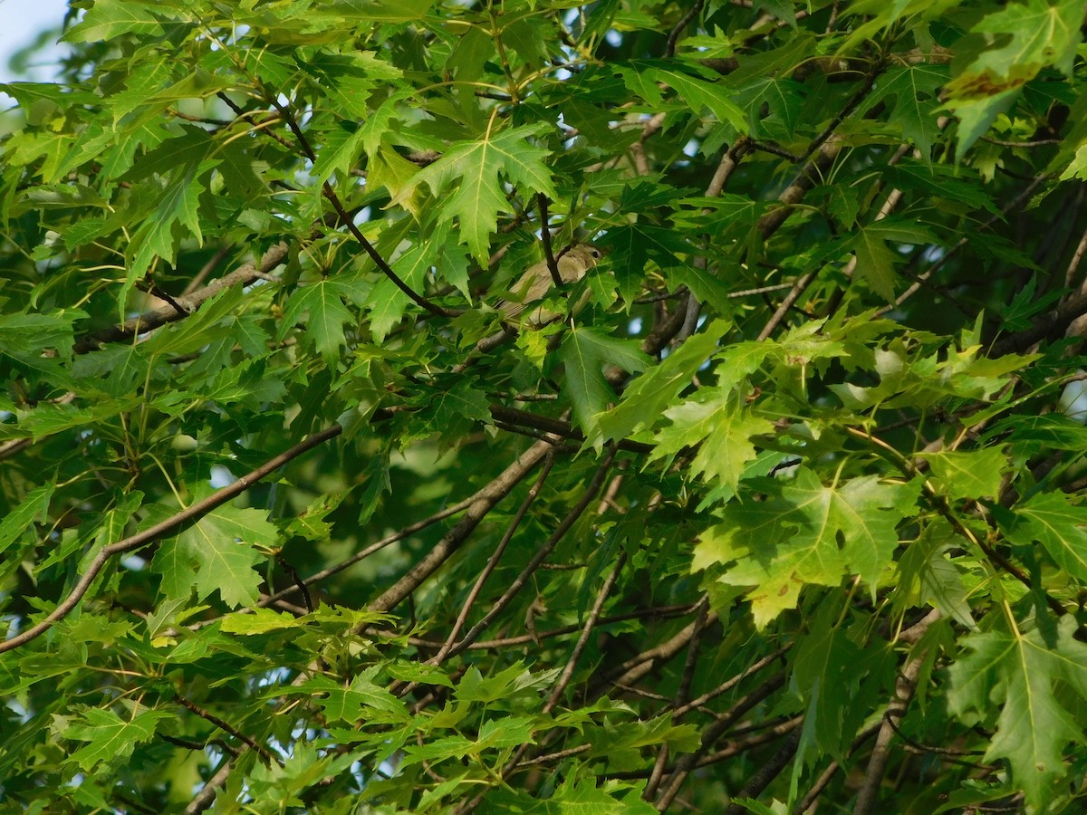 Eastern Warbling Vireo - ML170818931