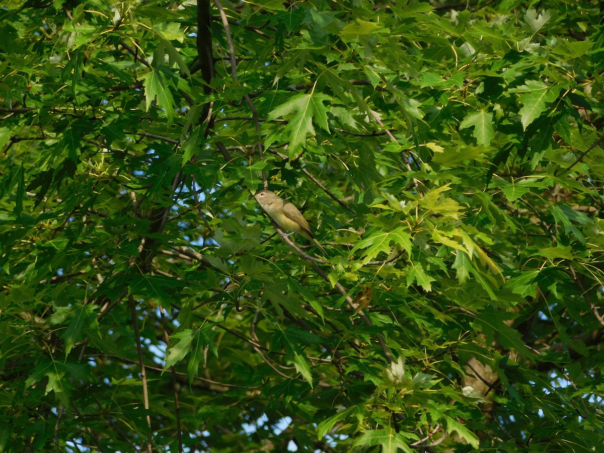 Eastern Warbling Vireo - ML170818941