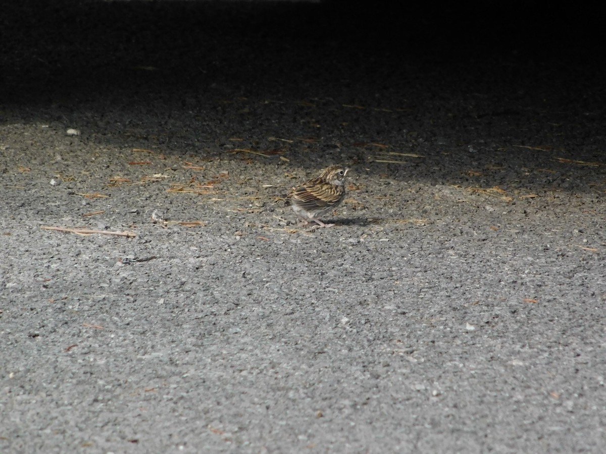 チャガシラヒメドリ - ML170819271