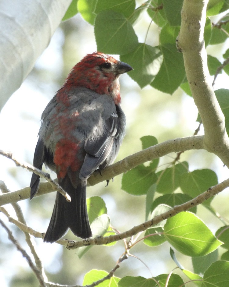 Pine Grosbeak - Nancy Overholtz