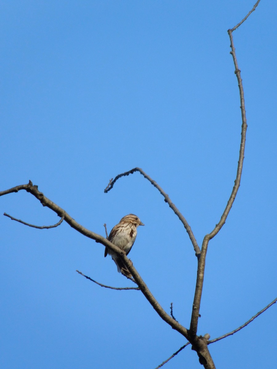 ウタスズメ - ML170819361