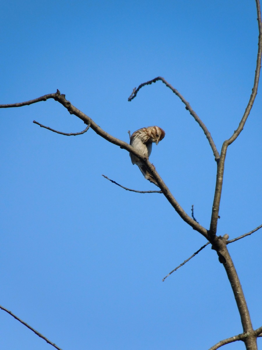 ウタスズメ - ML170819371