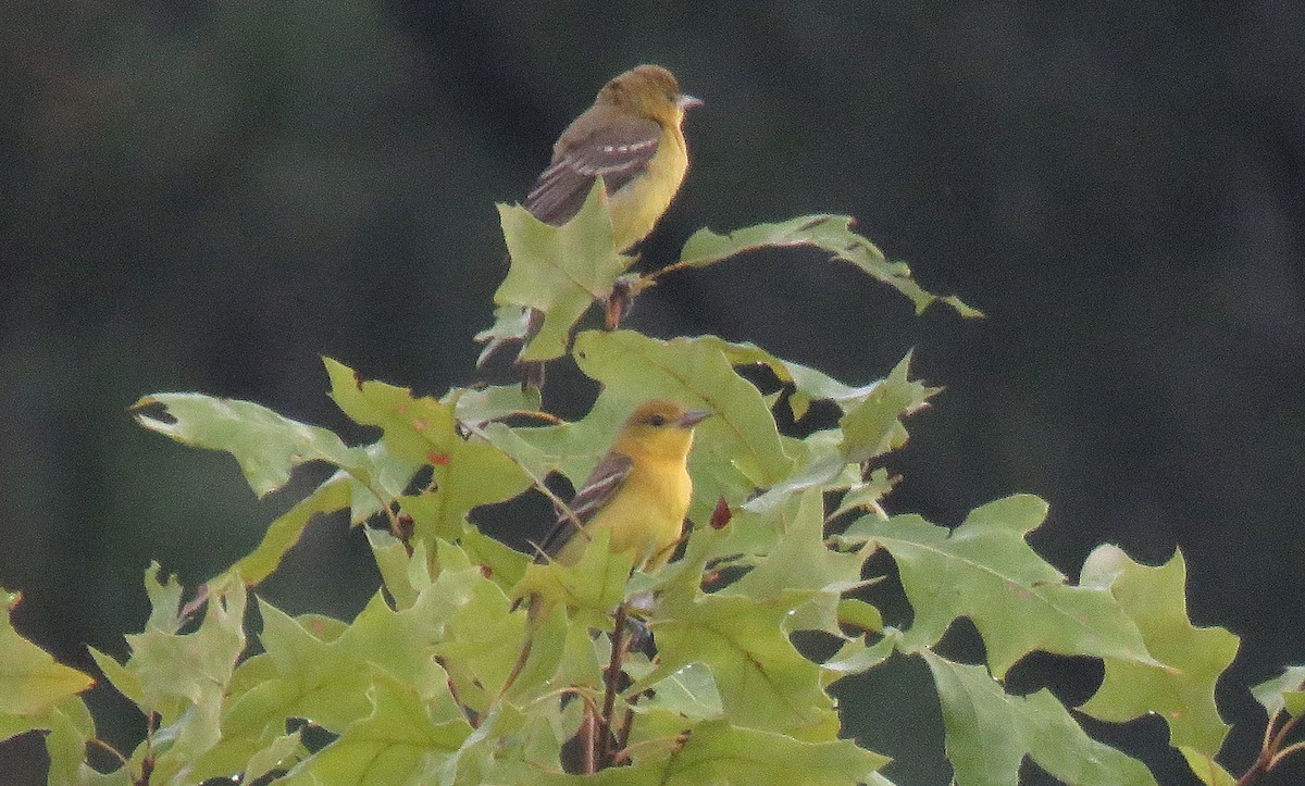 Orchard Oriole - ML170819441