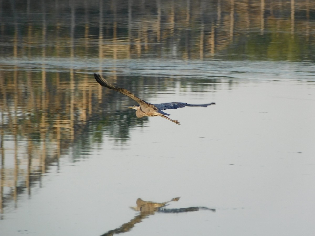 オオアオサギ - ML170819501