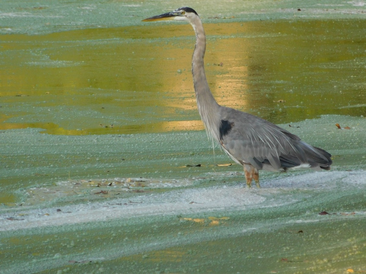 オオアオサギ - ML170819511