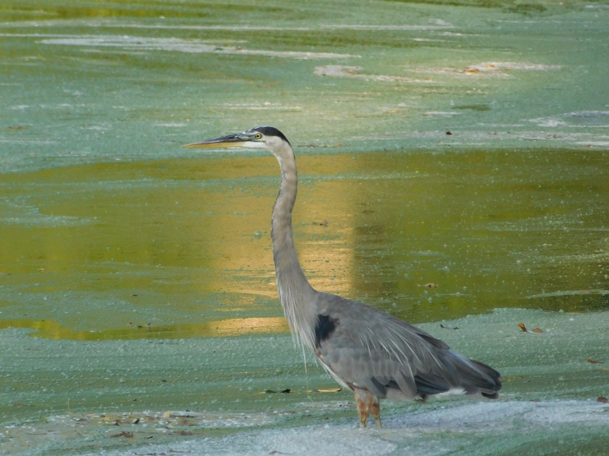 オオアオサギ - ML170819521