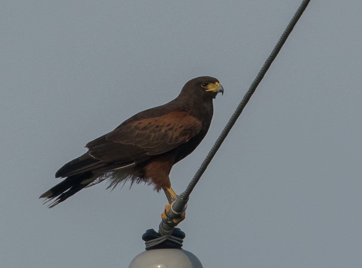 Harris's Hawk - ML170820581