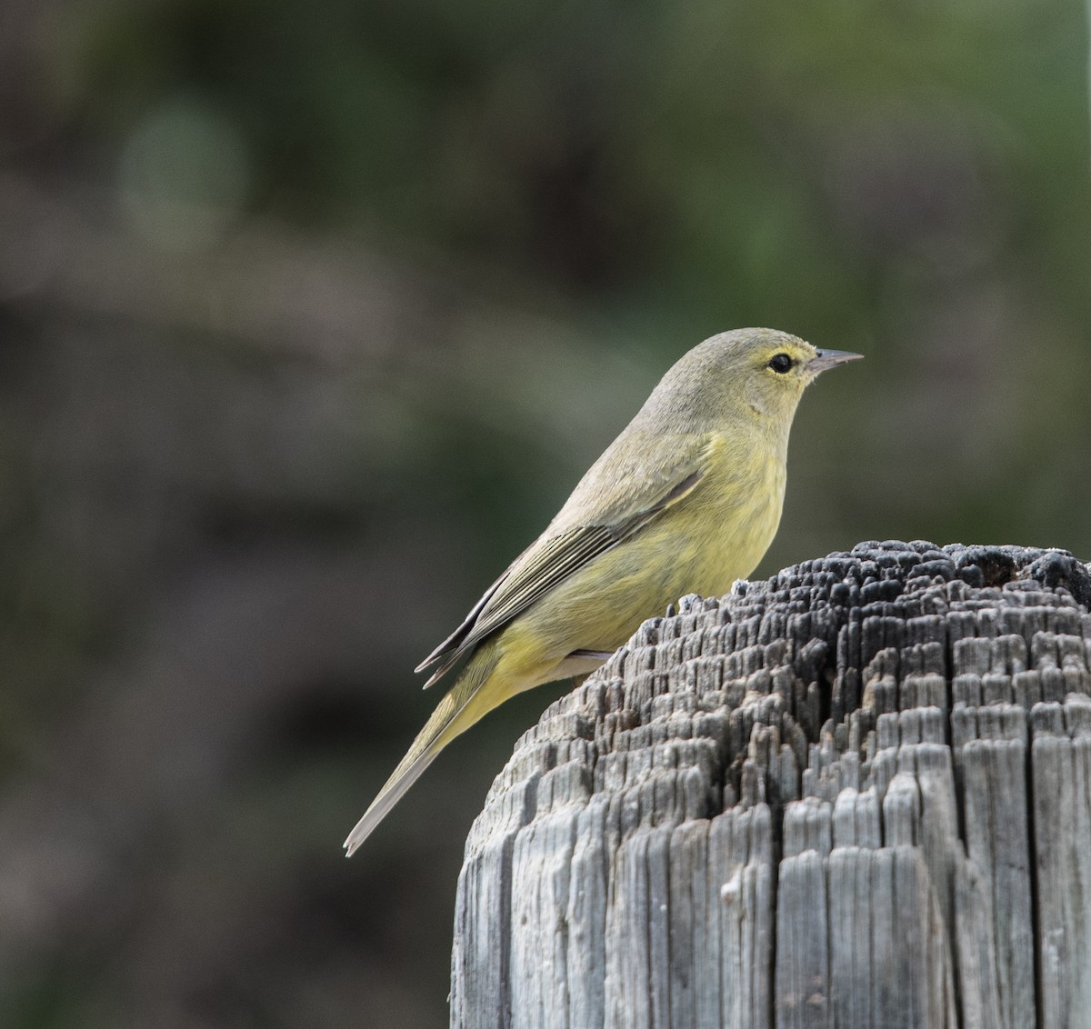 Orange-crowned Warbler - ML170821071