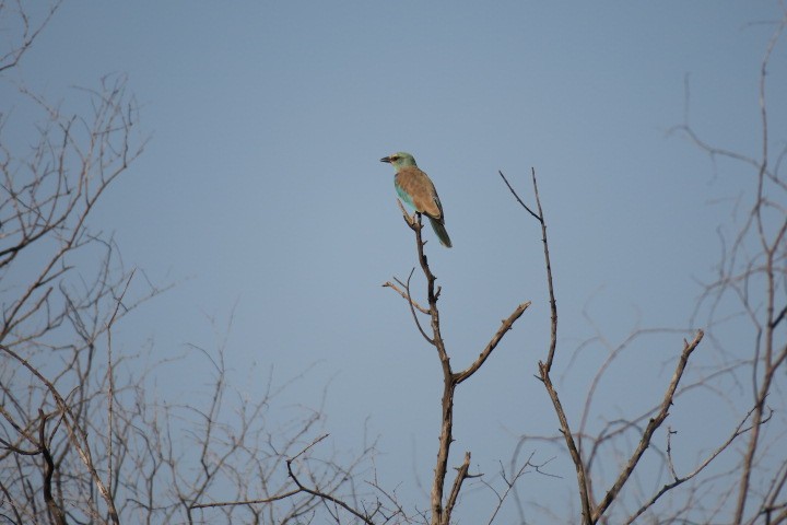 European Roller - ML170821851