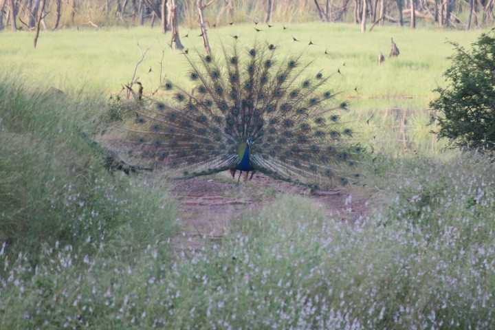 Indian Peafowl - Shelagh Parken