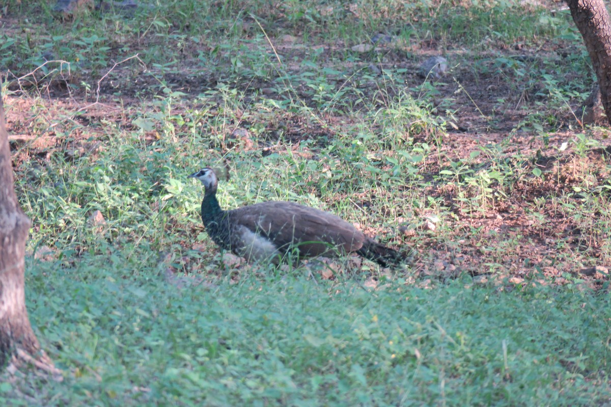 Indian Peafowl - ML170821941