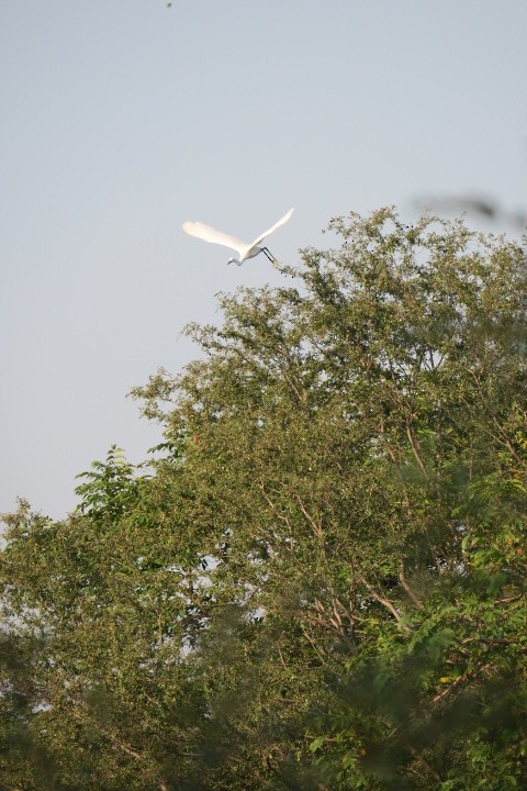 silkehegre - ML170822091