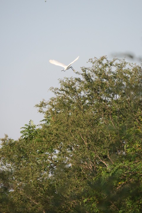 Little Egret - ML170822091