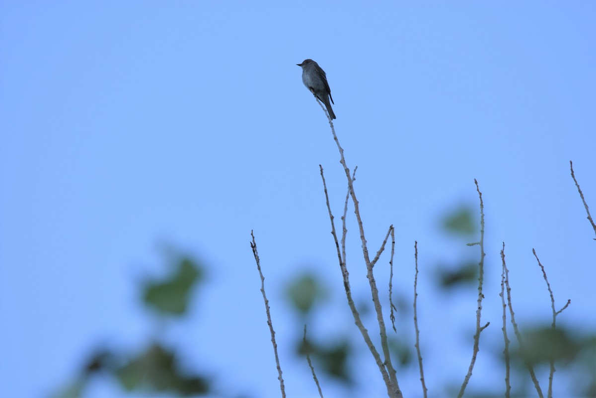 Western Wood-Pewee - ML170823731