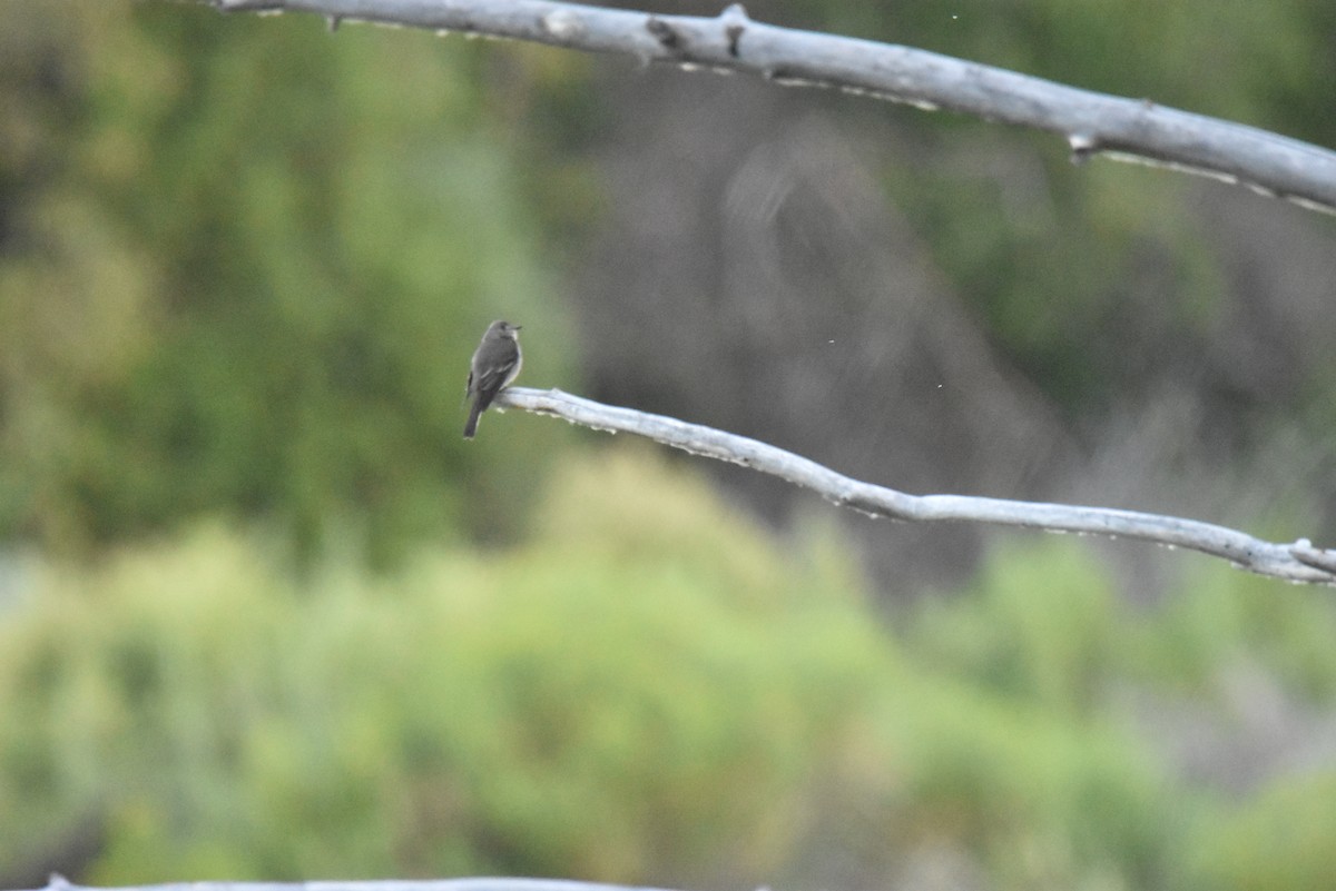 Western Wood-Pewee - ML170823841